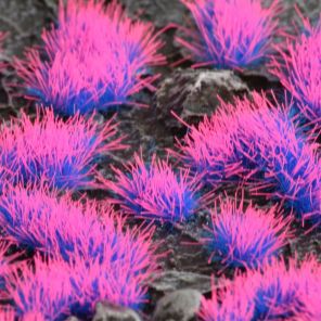 Alien Neon 4mm Wild