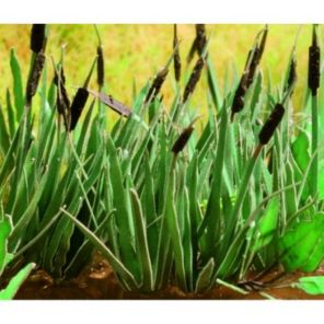 Ziterdes Reed 16 plants